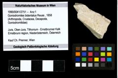 Foto (Objekt + Etiketten) von Goniodromites bidentatus (Reuss, 1858) 